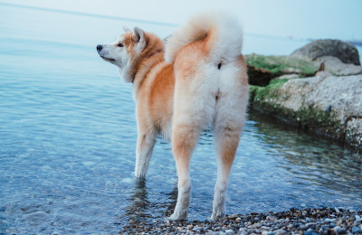 海滩上的狗，红色秋田犬在海上散步
