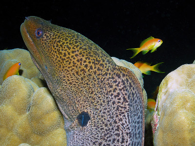 红海中的一条巨型海鳗(Gymnothorax javanicus)