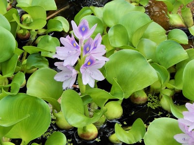 盛开的水葫芦