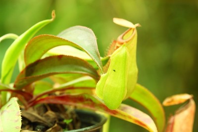 热带植物投手