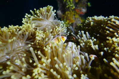 Famous wreck ship Fujikawa maru in Truk lagoon