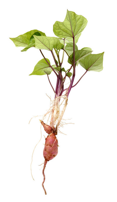 发芽红薯