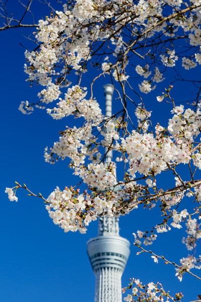 东京天空树