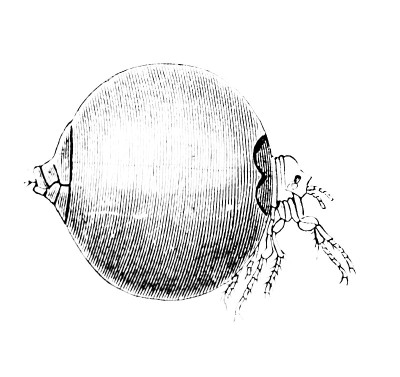 Illustration of a flea in fed state in the old boo