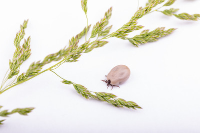 蜱虫危险的昆虫