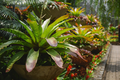 植物园里的花草