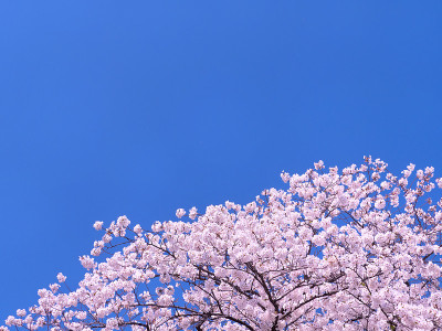 目黑河樱花节(中目黑附近)