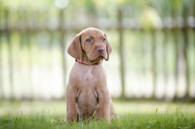 维希拉猎犬猎犬