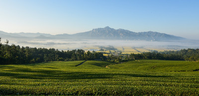 从德津绿茶田看到的岭岩月秋山岭岩2茶园。