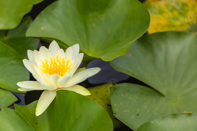 睡莲花