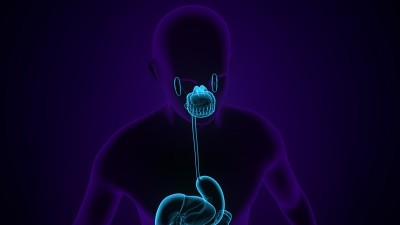 人体腺体解剖的3d插图。