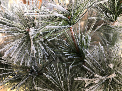 雪中的圣诞树