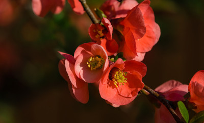 日本木瓜(木瓜)在春季花园开花。选择聚焦特写红花榅桲。有趣的自然设计理念。