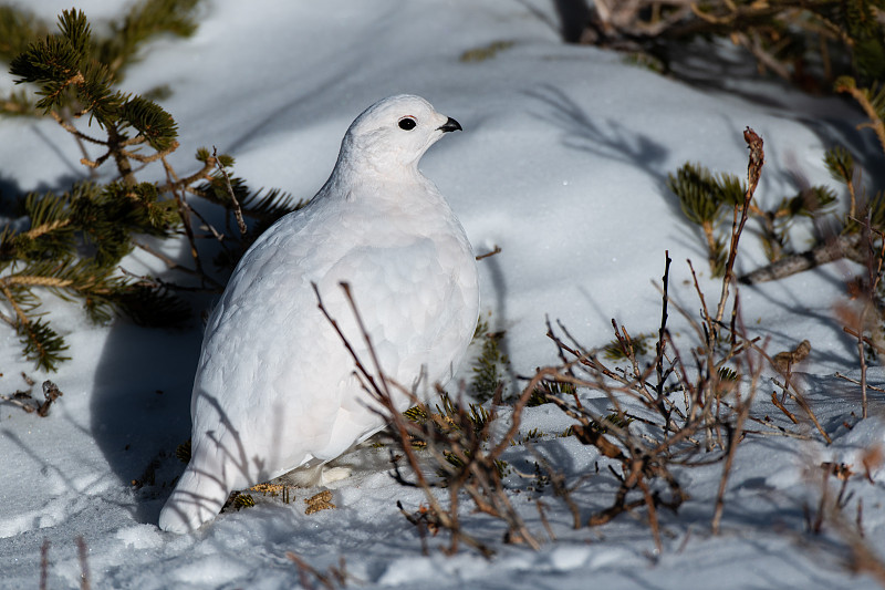 White-tailed Ptarmigan in Winter