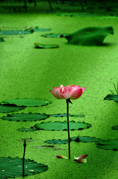 莲花