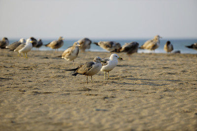 海鸥台湾