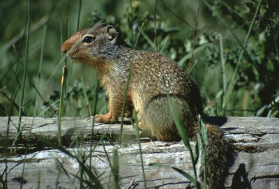 金毛地松鼠(callospermoophilus Lateralis)