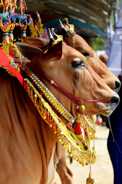 Sapi sonok