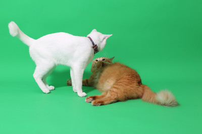 两只猫