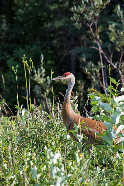 沙丘鹤(Antigone canadensis)行走在高高的野草和低矮的灌木丛中，麦肯齐河，加拿大西