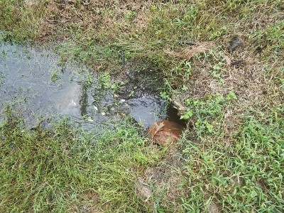 36、绿油油的小草和水流进一个洞里