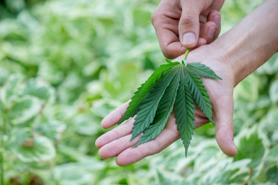 手握麻叶。自然