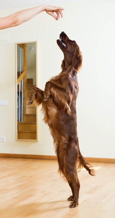 红赛特犬扑向房间