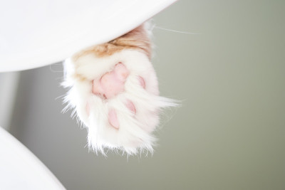 主要的猫爪特写