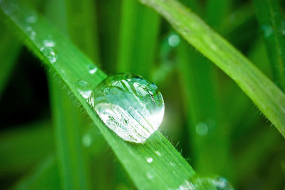 珍珠的露水