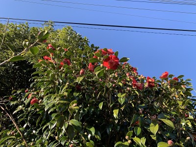 山茶花花
