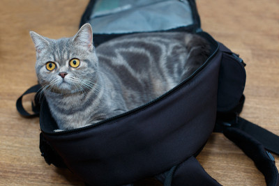 可爱的猫在一个黑色背包摄影师