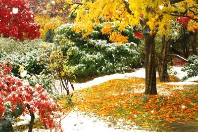 晚秋的粉状雪