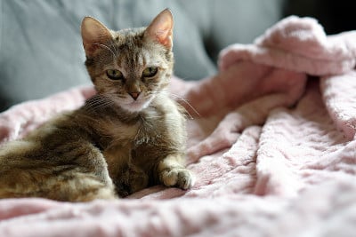 毯子上的猫