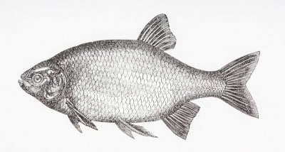 普通蟑螂(Rutilus Rutilus)仿古雕刻