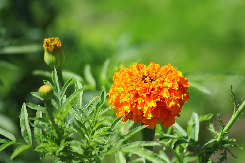 花园里的万寿菊(万寿菊，墨西哥万寿菊，阿兹特克万寿菊，非洲万寿菊)