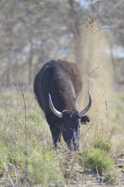 卡玛格牛(Taureau de Camargue) -法国