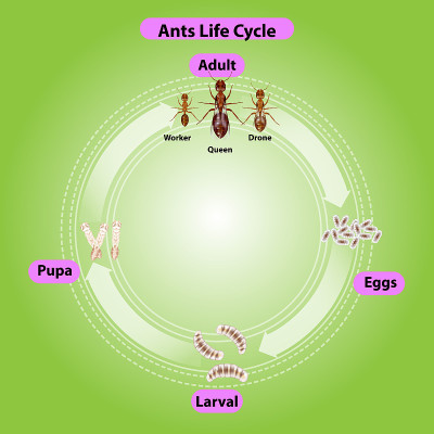 Ant life cycle