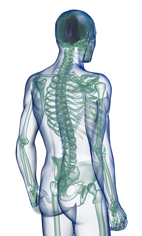 身体x射线透视后视图白色