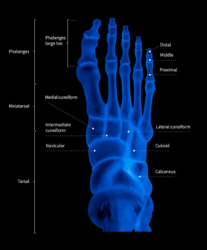 人体足部骨骼解剖系统信息图前视图- 3D-医学插图-人体解剖学-医学图-教育理念- x光蓝色调彩色胶