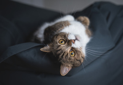 猫在豆袋上休息