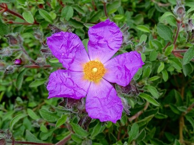 石竹粉玫瑰花