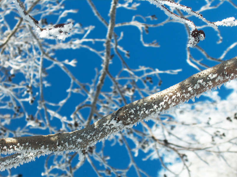 雪树