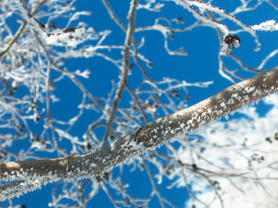 雪树