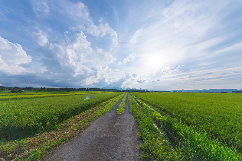 帕迪菲尔德，在Shonai Plain,Tsuruoka，山形，日本