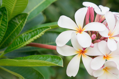 Plumeria white flowers in the garden