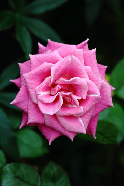 花46