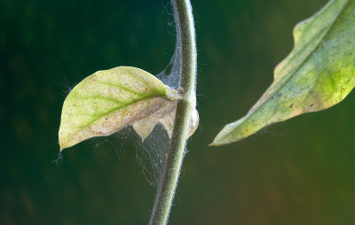 植物害虫