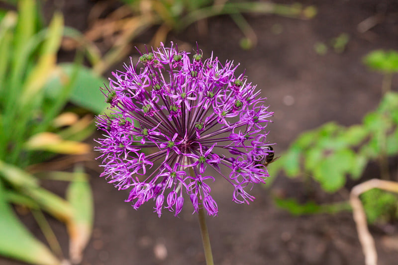 Allium sphaercephalon的蜜蜂。