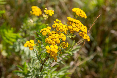Tansy (Tanacetum vulgare) grows on a field in natu
