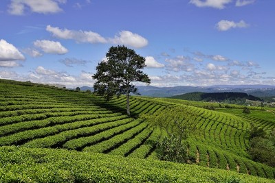高原绿茶农场